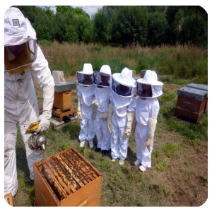 تصویر-آموزش زنبورداری